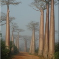 Madagascar_109_137.jpg