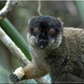 Madagascar_208_297.jpg