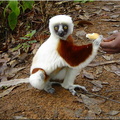 Madagascar_211_301.jpg
